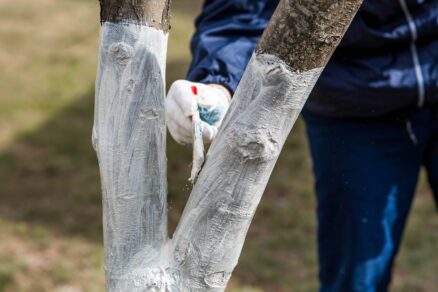 Vápnenie stromov na jar