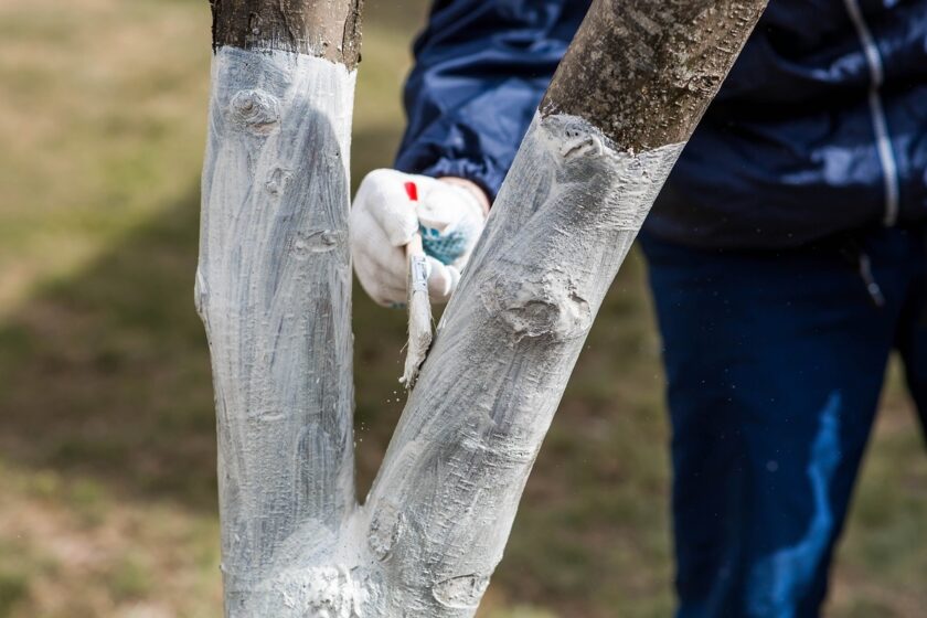 Vápnenie stromov na jar