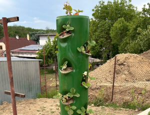 Vertikálne pestovanie jahôd so závlahou: Svojpomocný projekt z PVC rúr a dažďovej vody