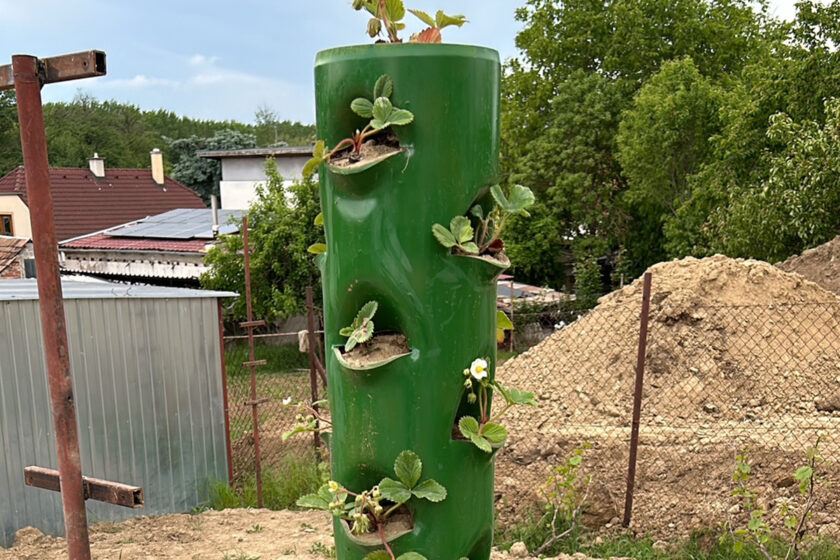 Vertikálne pestovanie jahôd - PVC rúra so zavlažovaním