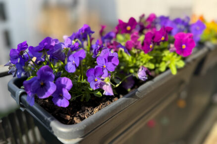 Kvetináč s fialkami na balkóne