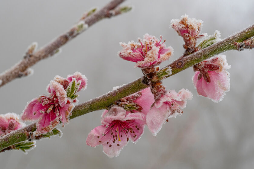 Rozkvitnuté broskyne pokryté mrazom