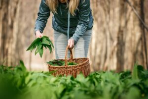 5 rizík, ktorým čelíte pri zbere medvedieho cesnaku