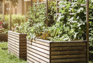 Nikdy nesaďte uhorky vedľa týchto plodín! Tiché vojny vo vyvýšenom záhone, ktoré vás pripravia o úrodu