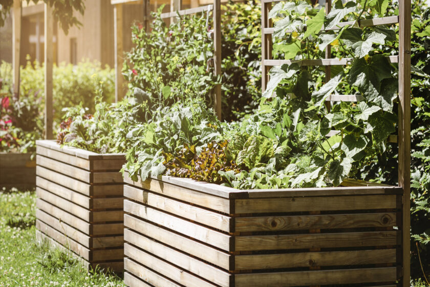 Moderné drevené vyvýšené záhony na trávniku s drevenou oporou pre popínavú zeleninu