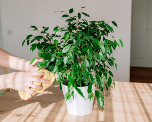 Máte fikus v zlom stave? Pozrite sa na príčiny padania listov a spoznajte riešenia