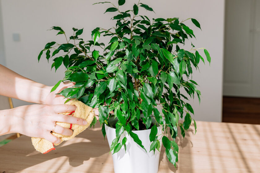 Utieranie listov fikusa od prachu