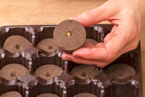 Zmeškali ste výsev uhoriek či cukiet? S týmto trikom dobehnete zameškaný čas