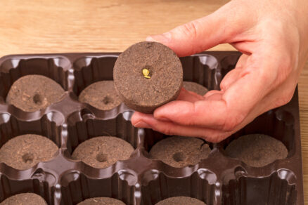 Jiffy tablety - zakoreňovače