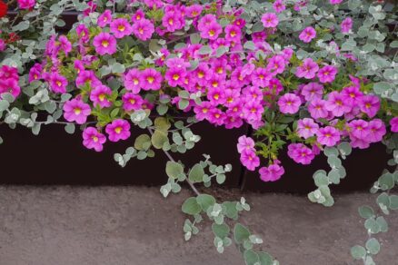 Minipetúnie a dichondra