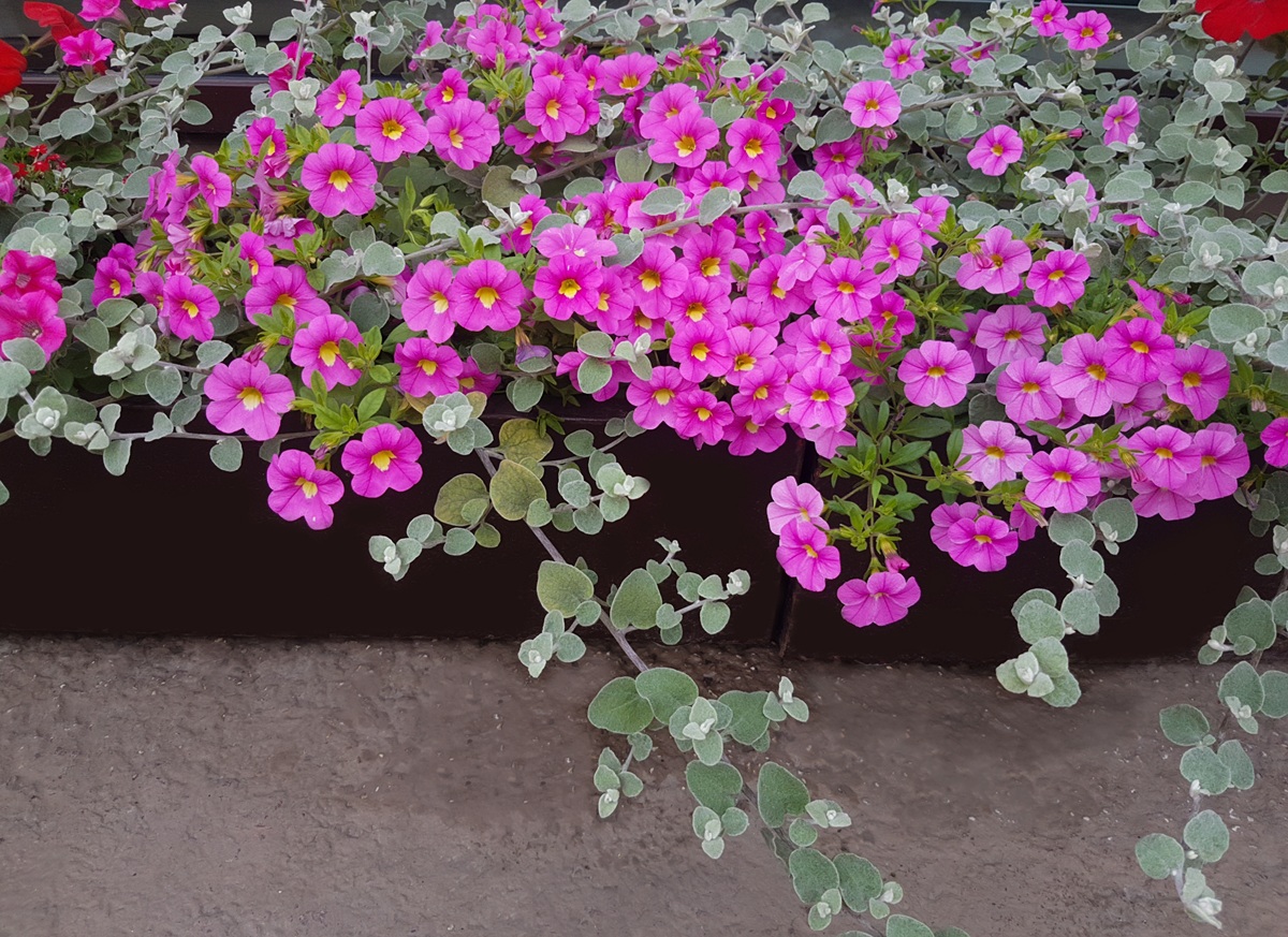 Minipetúnie a dichondra