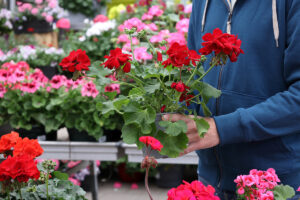 6 znakov, že vám kupované muškáty dlho nevydržia