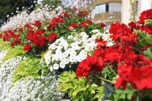 Petúnie alebo muškáty? Jednoduché porovnanie vám pomôže vybrať tie pravé