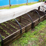 Opäť nízke nočné teploty? Pri zakrývaní rastlín pozor na tieto časté chyby