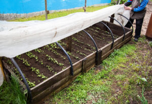 Opäť nízke nočné teploty? Pri zakrývaní rastlín pozor na tieto časté chyby