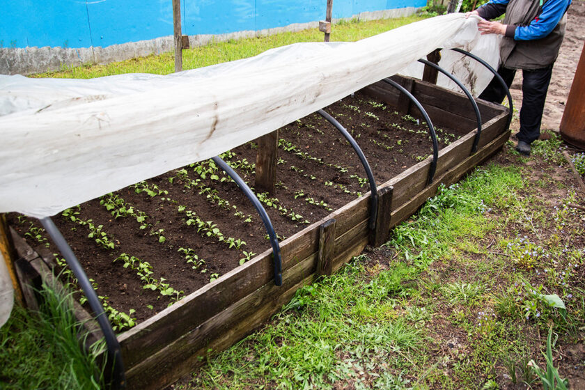 Kladenie ochrannej fólie na rastliny proti mrazu