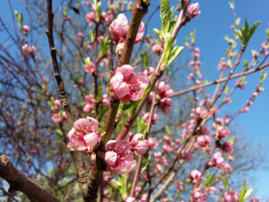Zasiahnuť už teraz alebo počkať na jún? Zistite, kedy je ten správny čas preriediť úrodu na mladých stromoch
