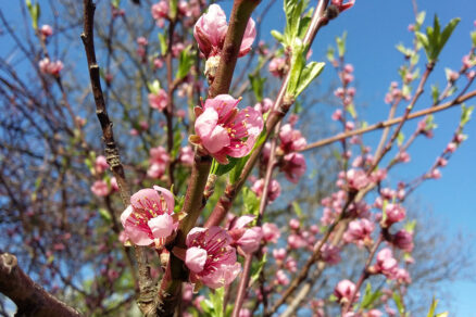 Rozkvitnutá mladá broskyňa na jar