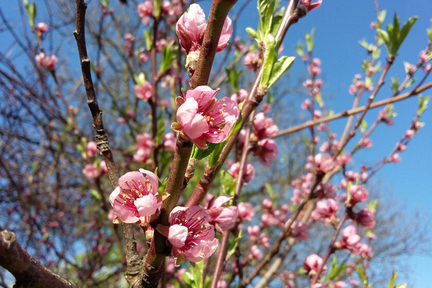 Rozkvitnutá mladá broskyňa na jar
