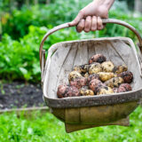 5 spôsobov pestovania zemiakov: Ktorý je najmenej náročný a prináša najväčší výnos?