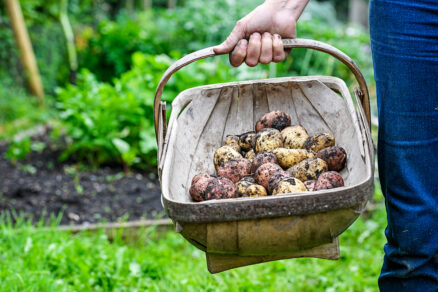 Zemiaky vypestované vo vlastnej záhrade
