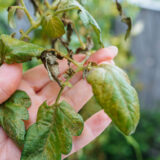 Zasadili ste paradajky príliš skoro? 5 spôsobov, ako ich zachrániť pred nočným mrazom