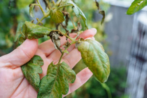 Zasadili ste paradajky príliš skoro? 5 spôsobov, ako ich zachrániť pred nočným mrazom