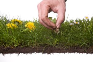 5 najväčších mýtov o jarnom trávniku, ktorým netreba veriť