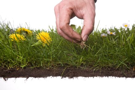 Púpava v trávniku a vyberanie buriny rukou