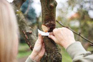 Režete stromy v apríli? Pozor, pri týchto druhoch im môžete viac ublížiť ako pomôcť