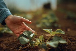 Trháte jarné listy jahôd rukou? Možno si práve ničíte celú tohtoročnú úrodu