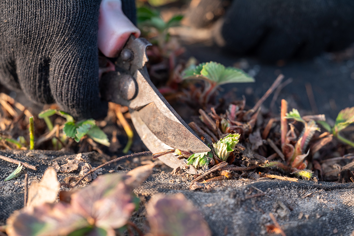 Rez suchých jahodových listov