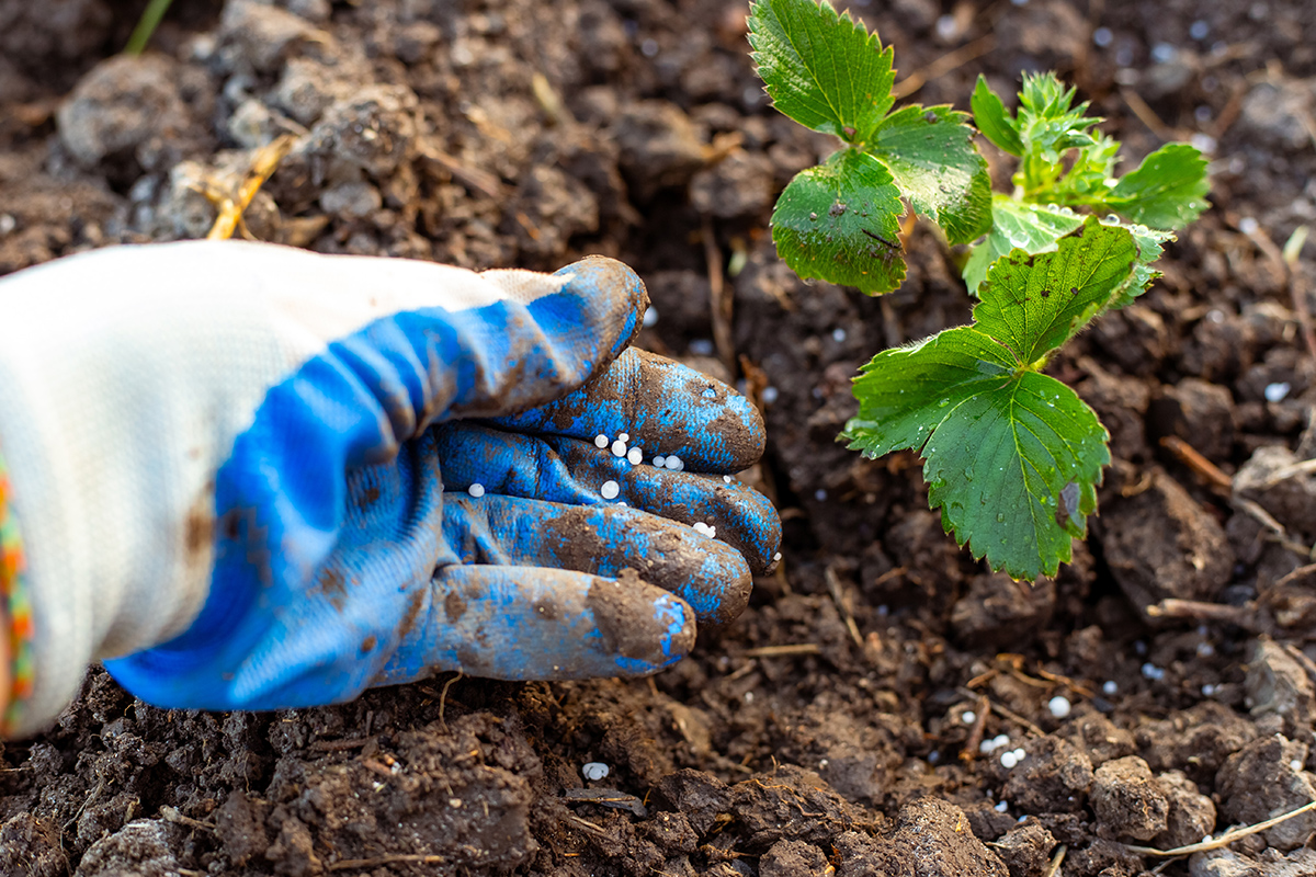 Hnojenie jahodoviska