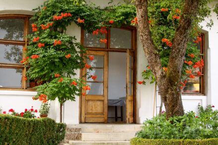 Trúbkovec koreňujúci