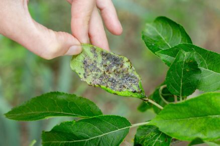 Mravce na liste s voškami