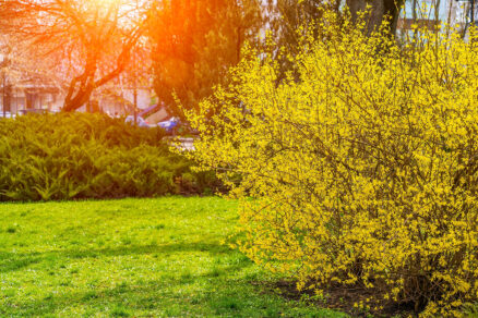 Bohato kvitnúci ker zlatovky v jarnej záhrade ako signál pre jarné práce