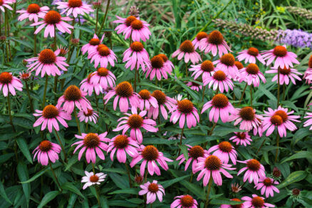 Echinacea purpurová