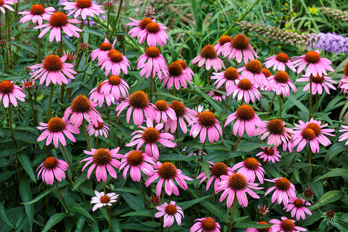 Echinacea purpurová