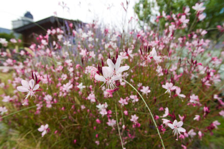 Gaura Lindheimerova