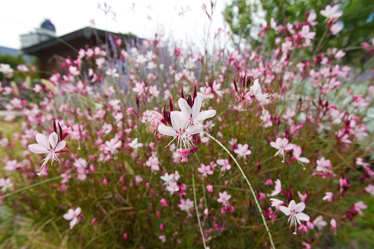 Gaura Lindheimerova