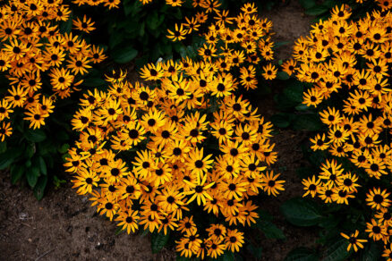 Rudbekia žiarivá