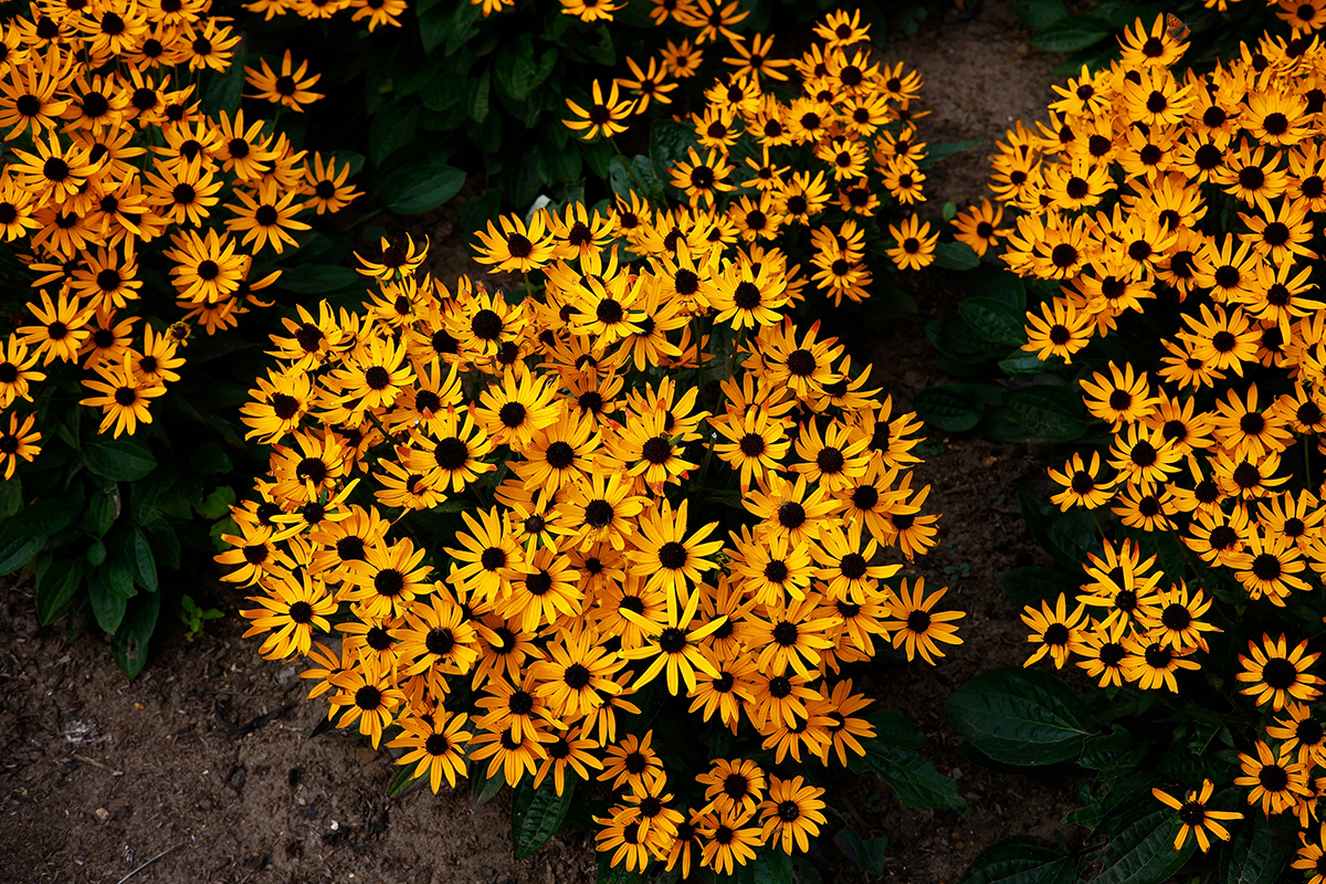 Rudbekia žiarivá