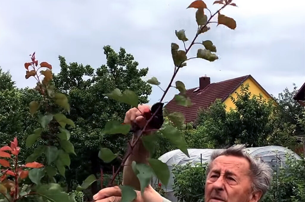 Poznáte Šittov rez? Urobte ho na marhuliach v júni a budúci rok vám kvety nezničia jarné mrazy