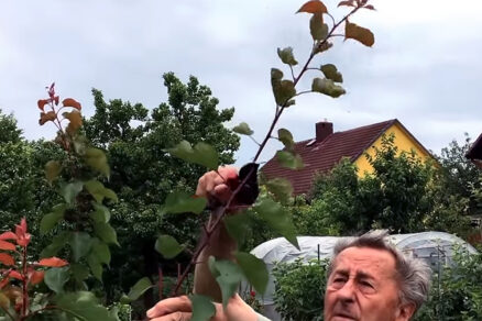 Profesor Ivan Hričovský ukazuje správny postup pre Šittov rez marhúľ v záhrade