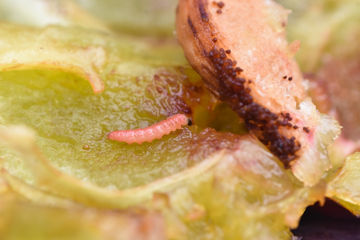Larva obaľovača v plode slivky