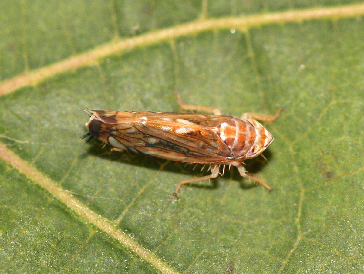 Scaphoideus titanus - cikádka viničová