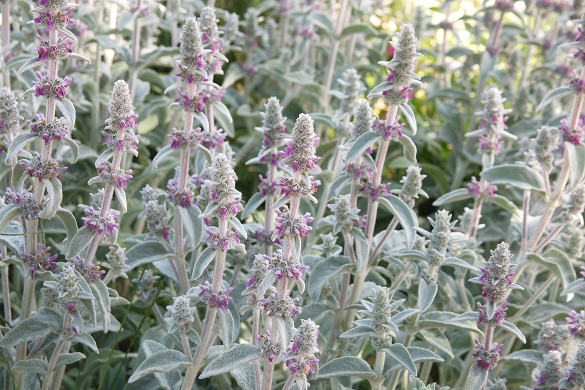 Čistec vlnatý (Stachys byzantina)