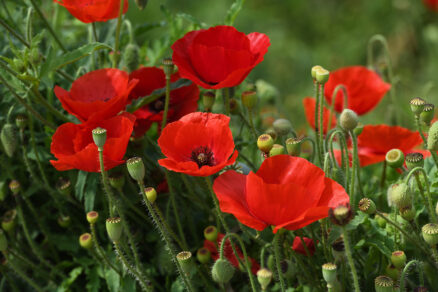 Mak vlčí (Papaver rhoeas)