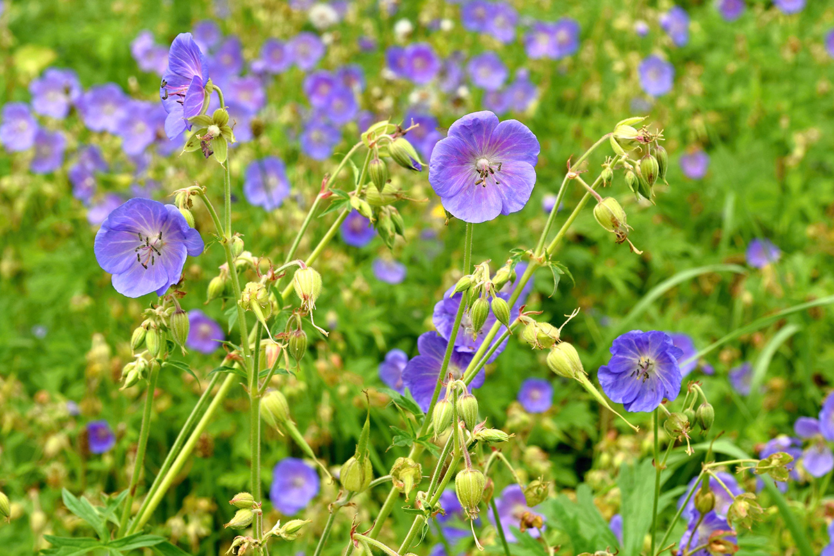 Pakost lúčny (Geranium pratense)