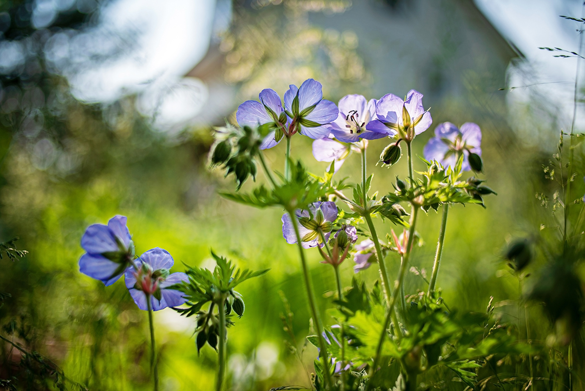 Pakost lúčny (Geranium pratense)